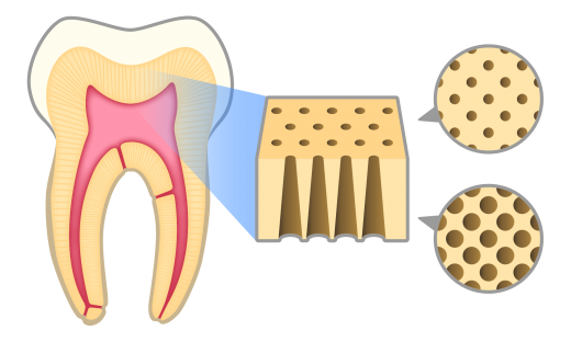 歯の構造と象牙細管