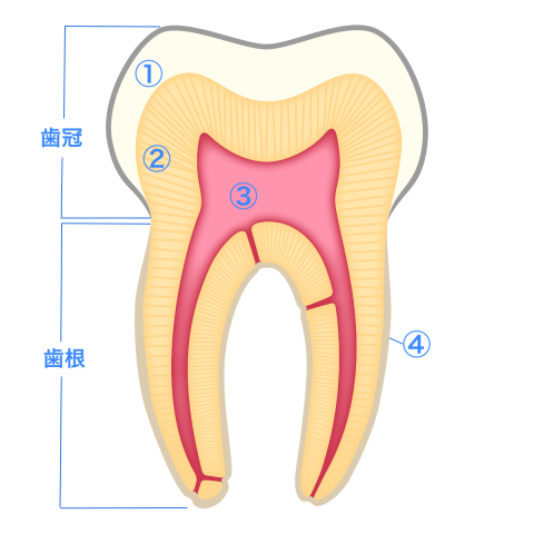 歯の構造と名称